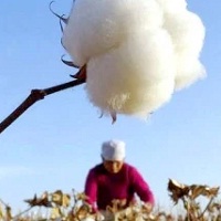 Reopening trade with Pakistan will boost Indias cotton yarn prices