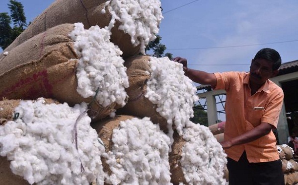 Right pricing strategies can boost cotton production in India