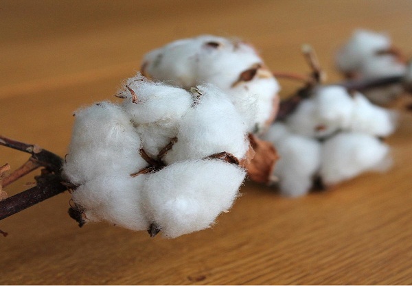 Rising cotton prices in India will pressurize textile players profit margins