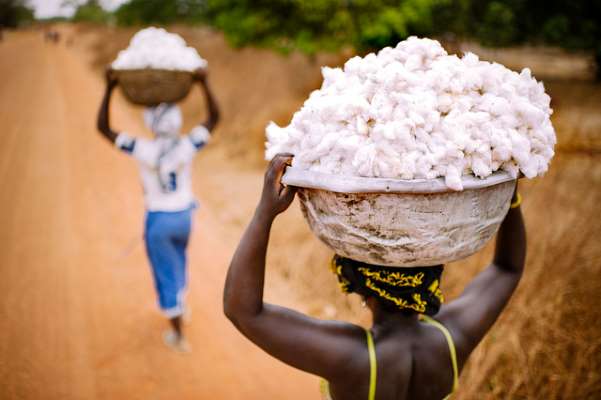 Sustainable supply chains will boost Sub Saharan Africas cotton exports