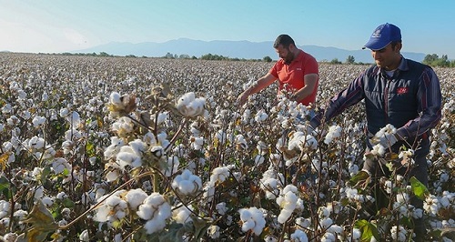 Turkeys cotton production gets governments policy