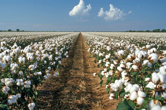 USDA September Report: Global cotton outlook tightens amidst supply and demand fluctuations