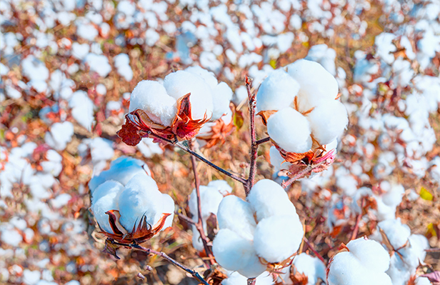 US ban on Chinese cotton hurting Bangladesh Vietnam