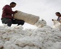 US cotton most preferred by mills, manufacturers across the world: Study