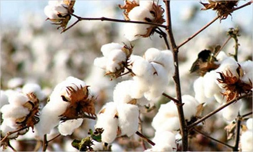 US cotton most preferred by mills manufacturers across the world Study 002