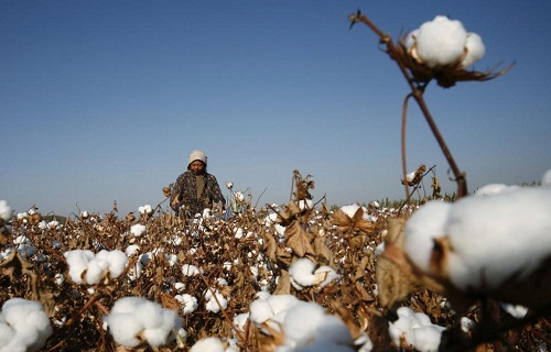 US governments Xinjiang cotton crackdown to extensively effect retail