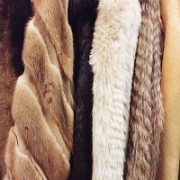 Vegan fur may replace animal furs in