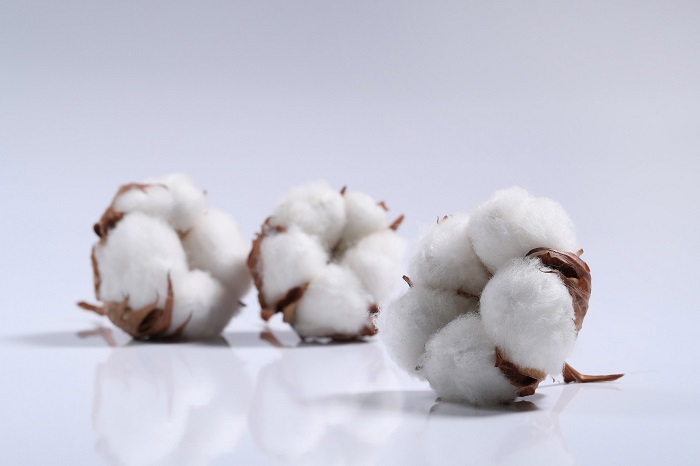 Indian cotton companies banned for faking organic certifications credibility at stake