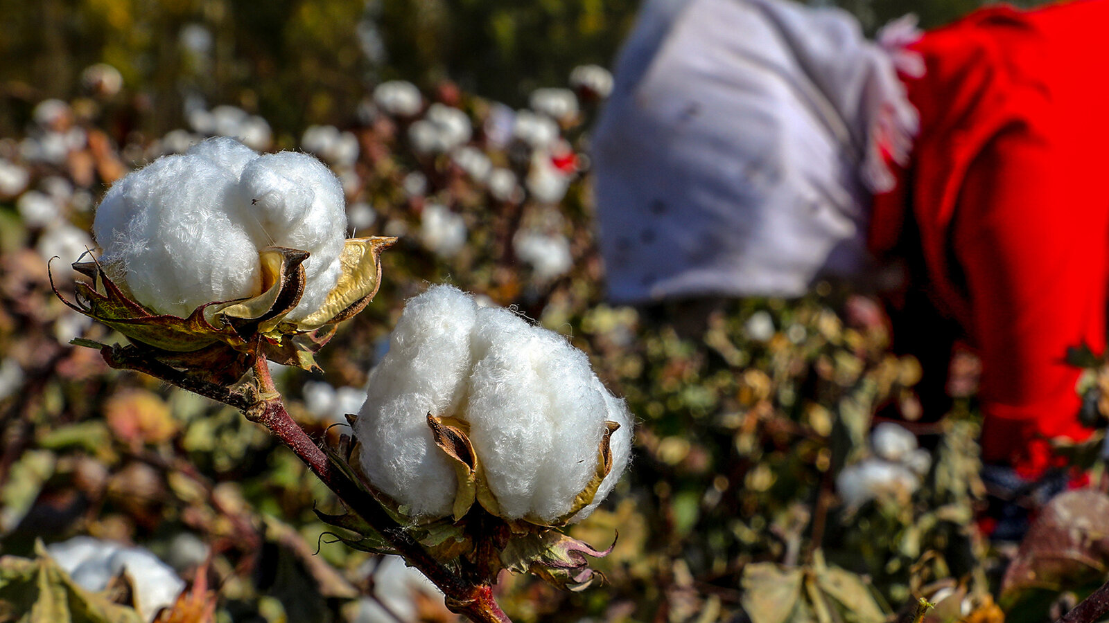 Xinjiang cotton still haunts global supply chains, a complex balancing act for brands