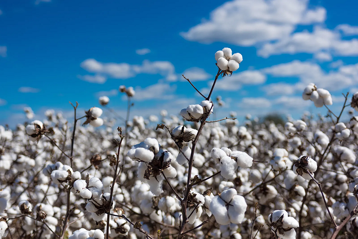 Cotton’s Tech Revolution: High-Yield Genes and the IP Problem